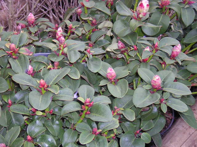 Rhododendron