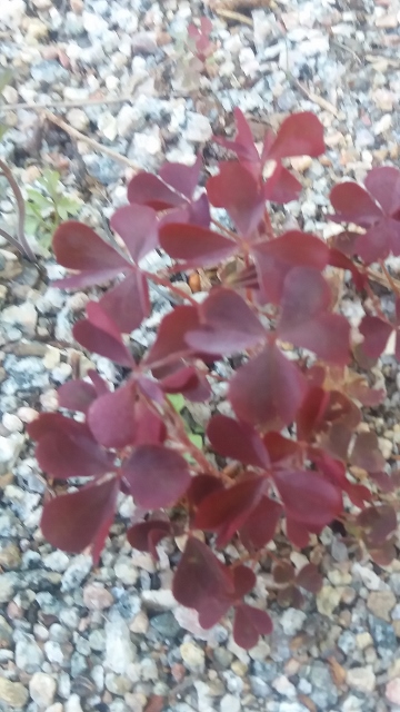 Rödbladig klöveroxalis