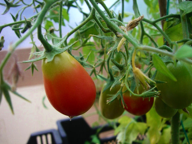 tomat